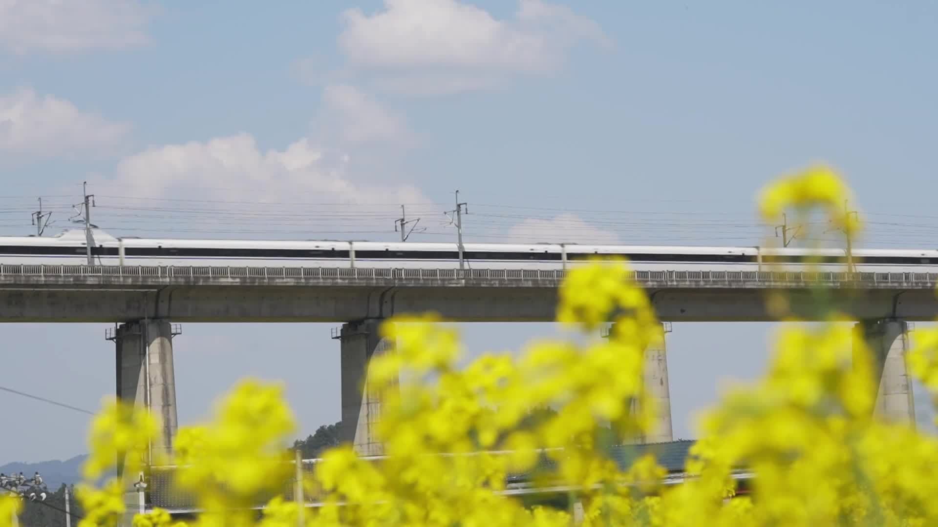 ม้าเหล็กเร็วสูงวิ่งฉิวผ่าน 'ทะเลดอกผักกาด' เหลืองสดในหูหนาน