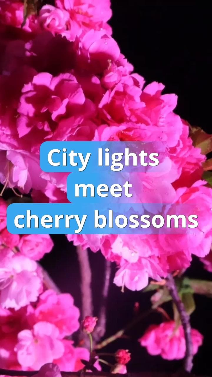 แสงไฟเมืองสาดส่อง 'ซากุระ' สีหวานในคุนหมิง