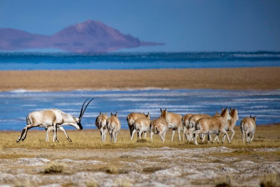 จีนเผยยอดประชากร 'สัตว์ป่า-พืชป่า' เติบโตต่อเนื่อง