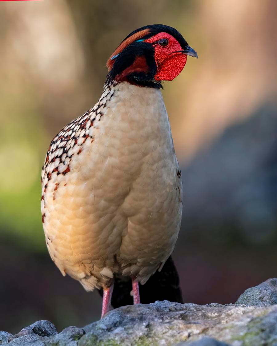 ฝูเจี้ยนพบ 'ไก่ฟ้าท้องเหลือง' ฝูงใหญ่ จับภาพระยะประชิด