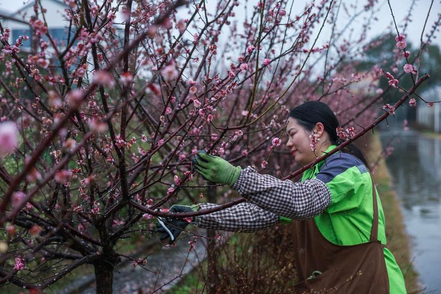 ชนบทเจ้อเจียงส่งเสริม 'เศรษฐกิจดอกไม้' เพิ่มรายได้ชาวบ้าน