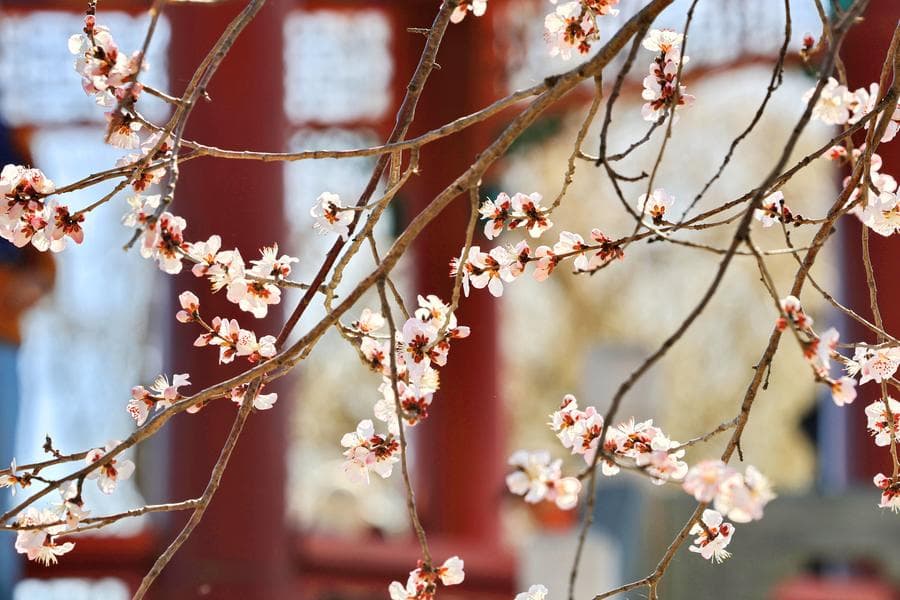 หมู่มวล 'ดอกท้อ' บานสะพรั่ง แต่งแต้มสีสันพระราชวังฤดูร้อน