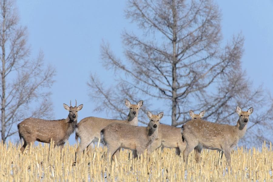 ส่อง 'กวางซิกา' กลางทุ่งห่มหิมะในเฮยหลงเจียง