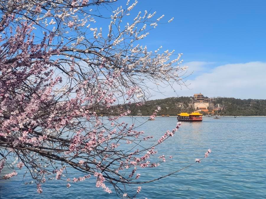 มวลหมู่ดอกไม้บานแต้มสีสัน 'พระราชวังฤดูร้อน' ในปักกิ่ง