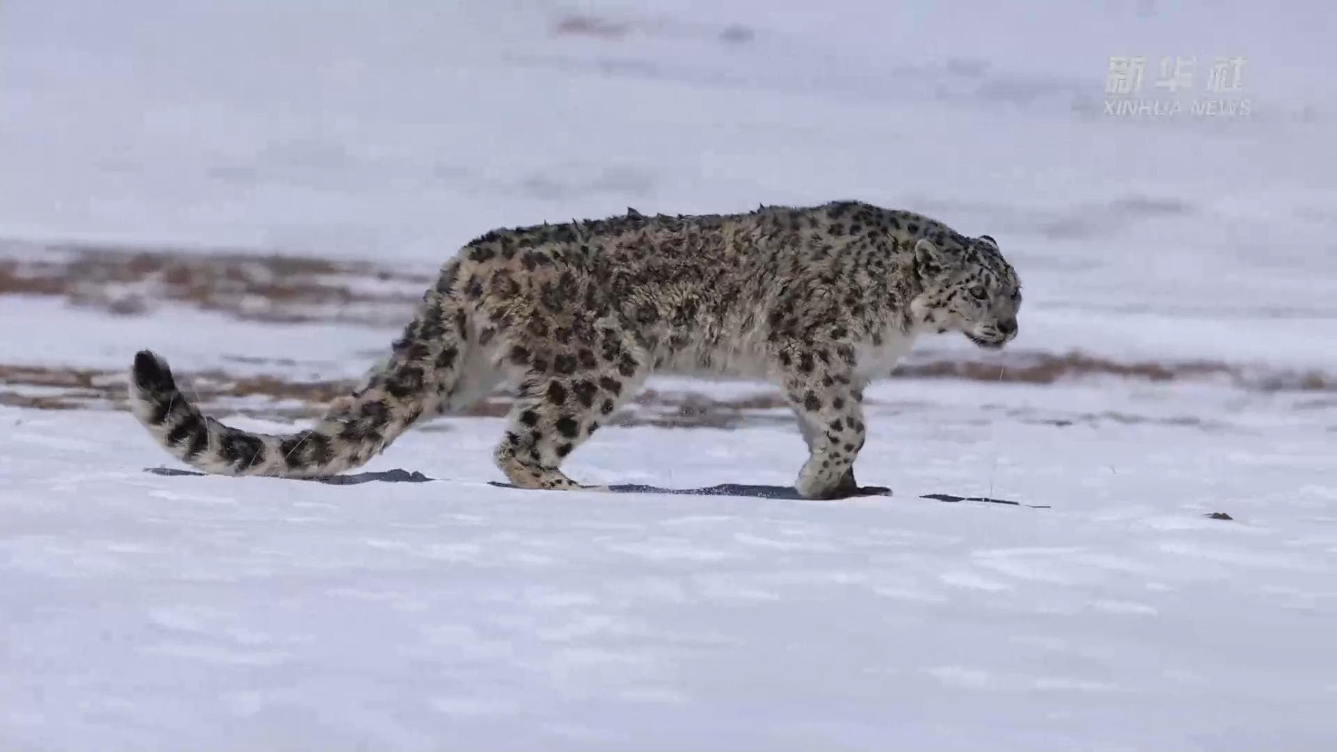 ทิเบตปล่อย 'เสือดาวหิมะ' คืนธรรมชาติ หลังแวะเยี่ยมบ้านคน