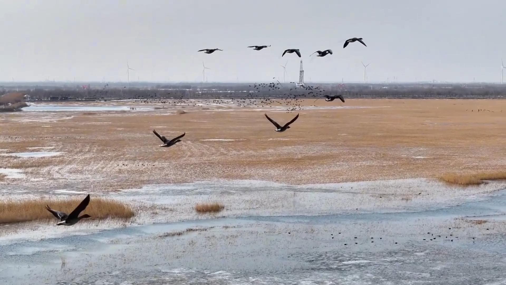 พื้นที่ชุ่มน้ำ 'หนานต้ากั่ง' สวรรค์นกอพยพในเหอเป่ย