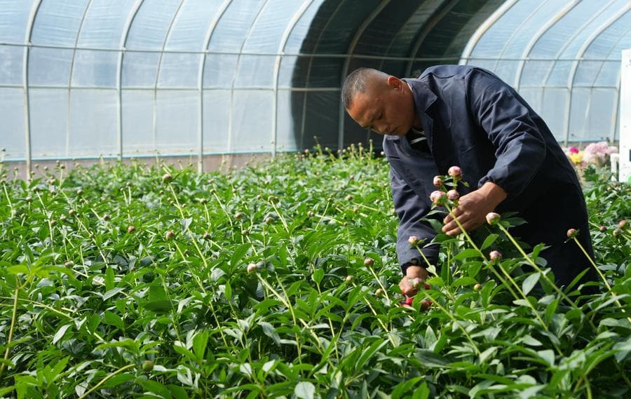 ชาวสวนเก็บเกี่ยว 'ดอกเสาเย่าตัดสด' ส่งขายในซานตง