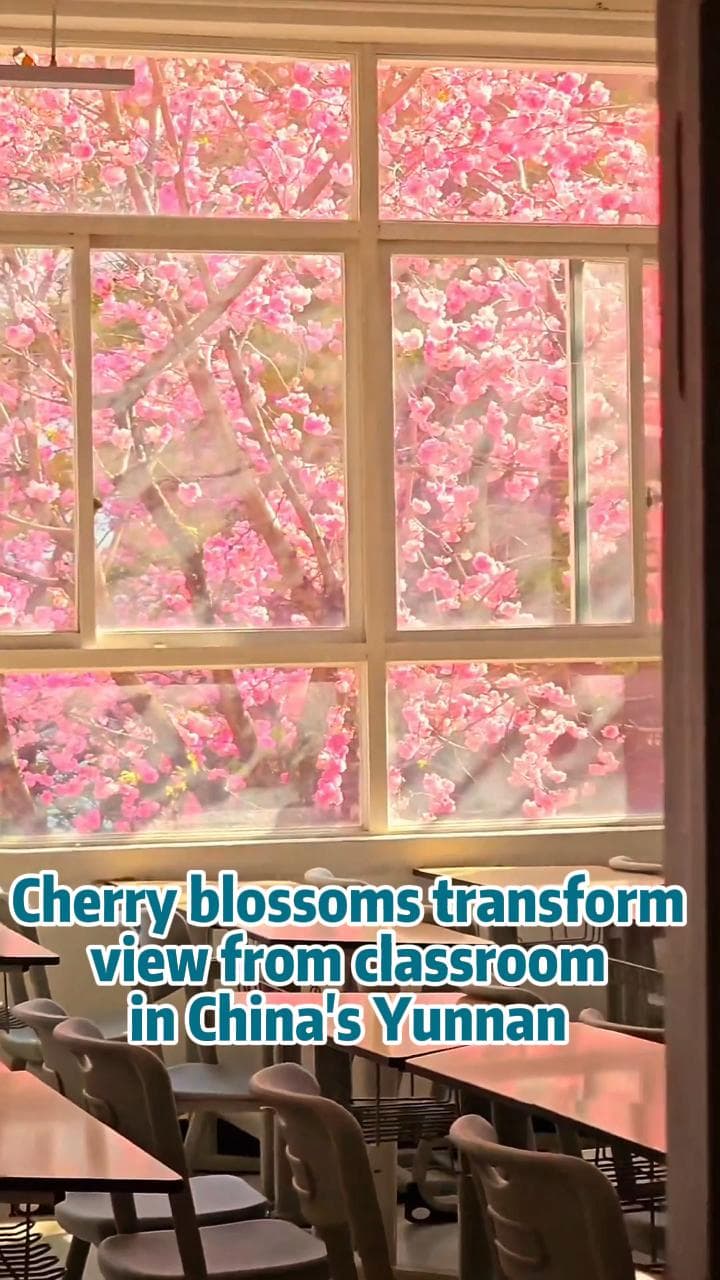 ฟีลอนิเมะมาก! วิว 'ดอกซากุระบาน' ริมหน้าต่างห้องเรียนในยูนนาน