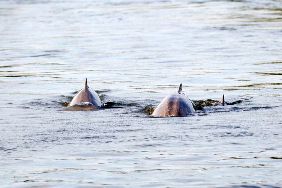 กัมพูชาพบ 'โลมาหายาก' เกิดใหม่ตัวที่ 5 ของปี 2025