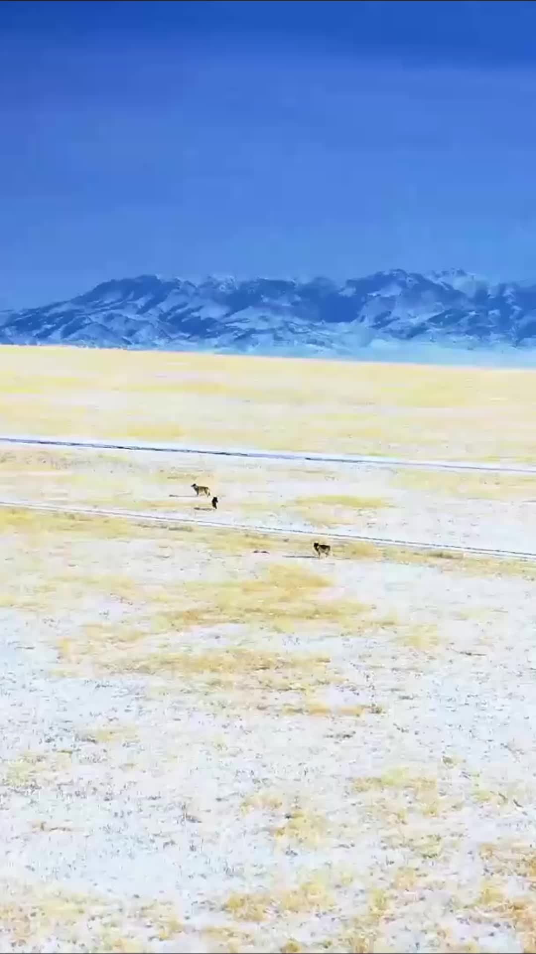 นทท.บินโดรนจับภาพฝูง 'หมาป่า' วิ่งข้ามทุ่งหญ้าในซินเจียง