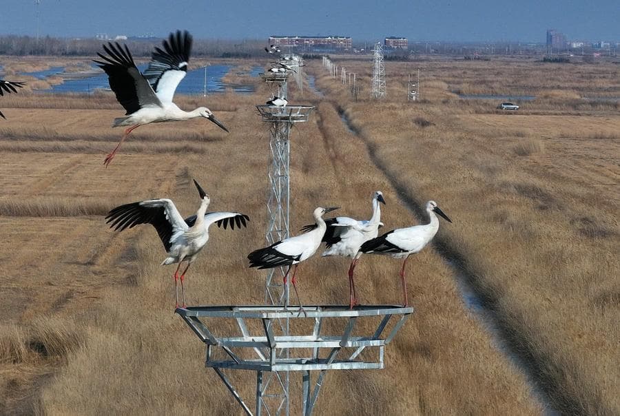 ฝูงนกกระสาขาวตะวันออก ใช้ชีวิตสุขสงบกลางพื้นที่ชุ่มน้ำ