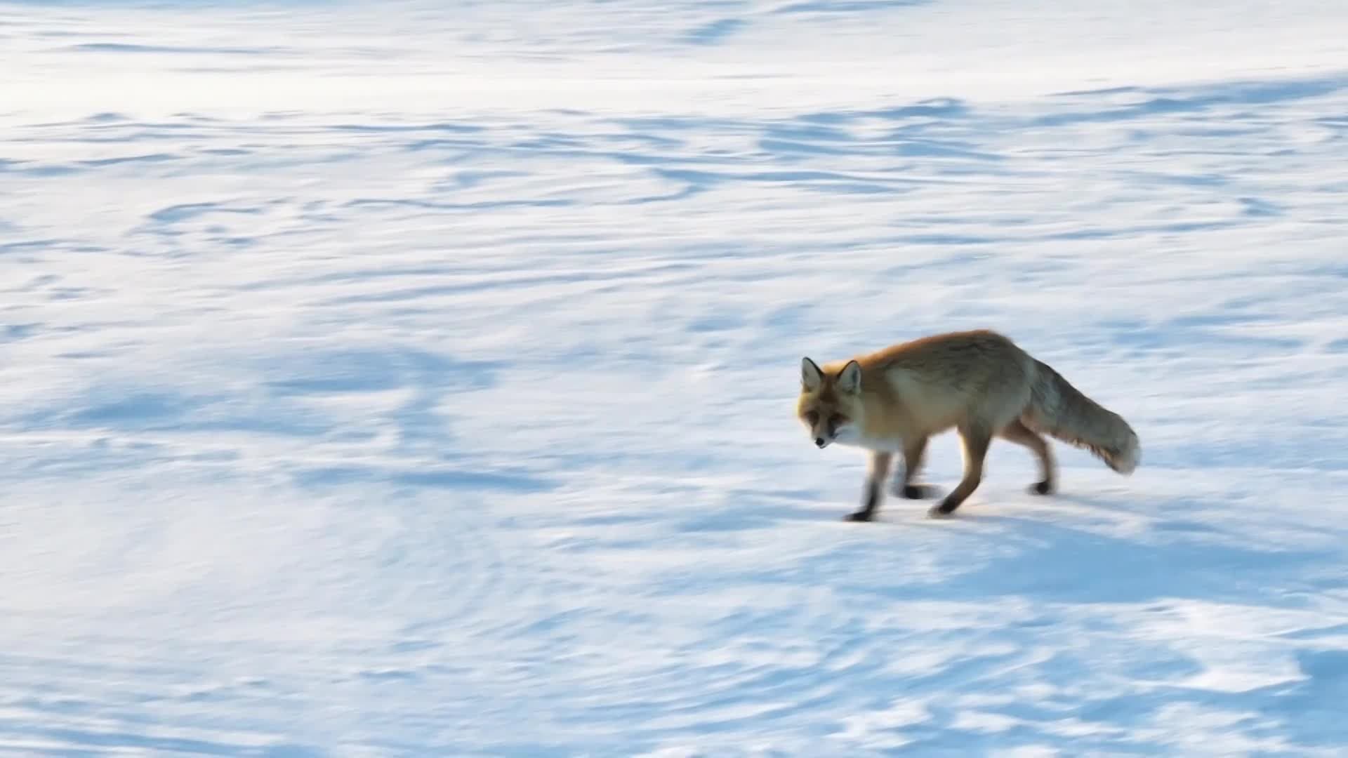 สุดโดดเด่น! 'สุนัขจิ้งจอก' ขนเหลืองทอง ปรากฏกลางหิมะขาวในซินเจียง