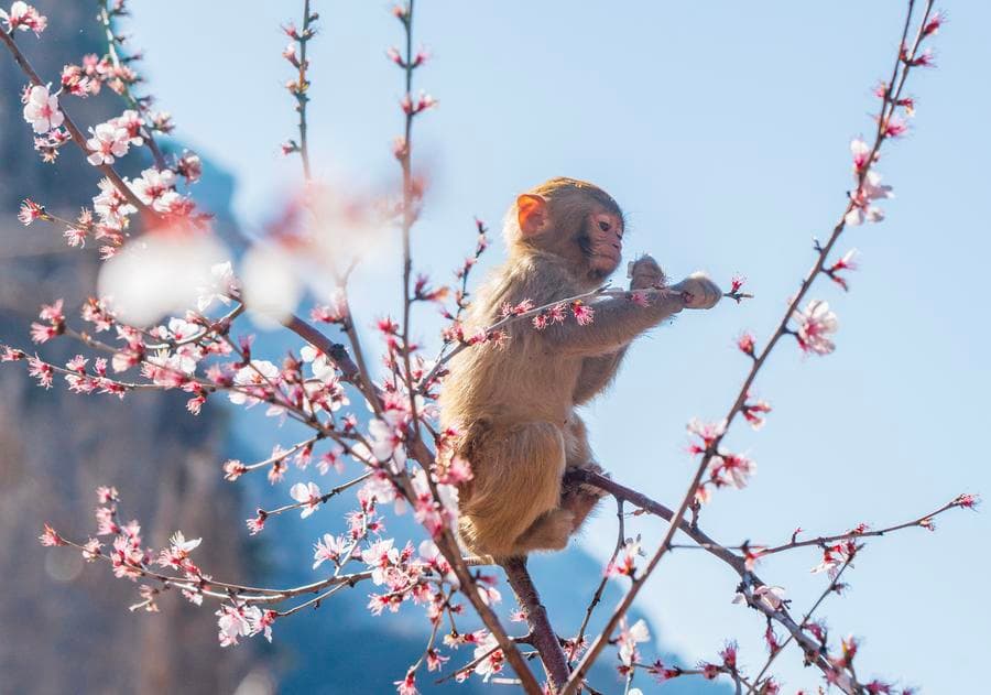 ลิงแม็กแคก' ปีนป่ายต้นท้อ ฉากชีวิตน่ารักในเหอหนาน