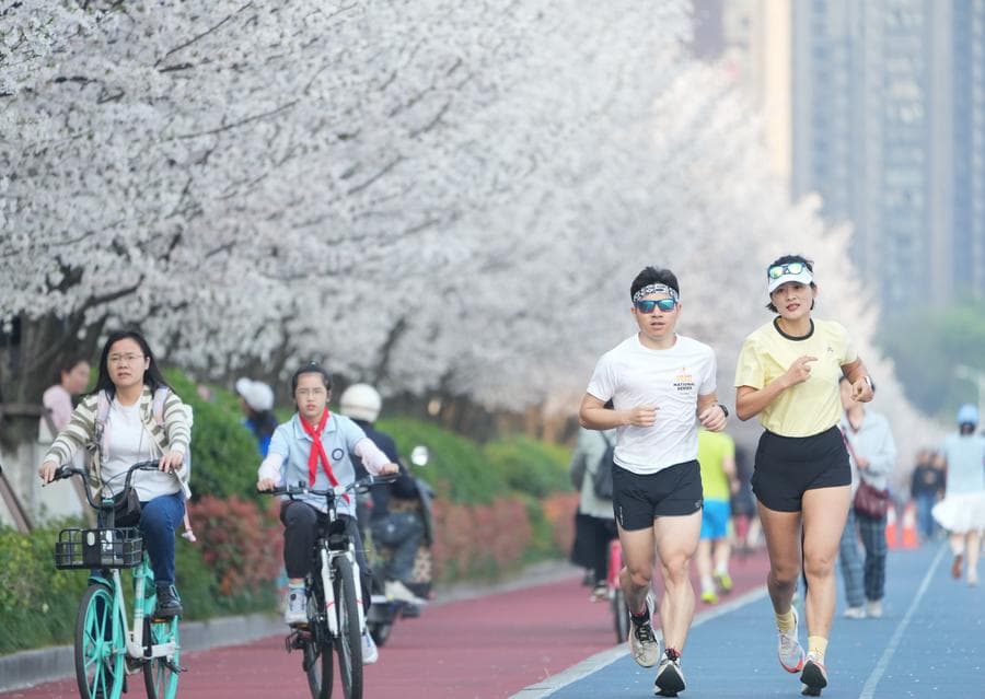 เดินเล่นเส้นทาง 'ซากุระ' บานสวยในหางโจว