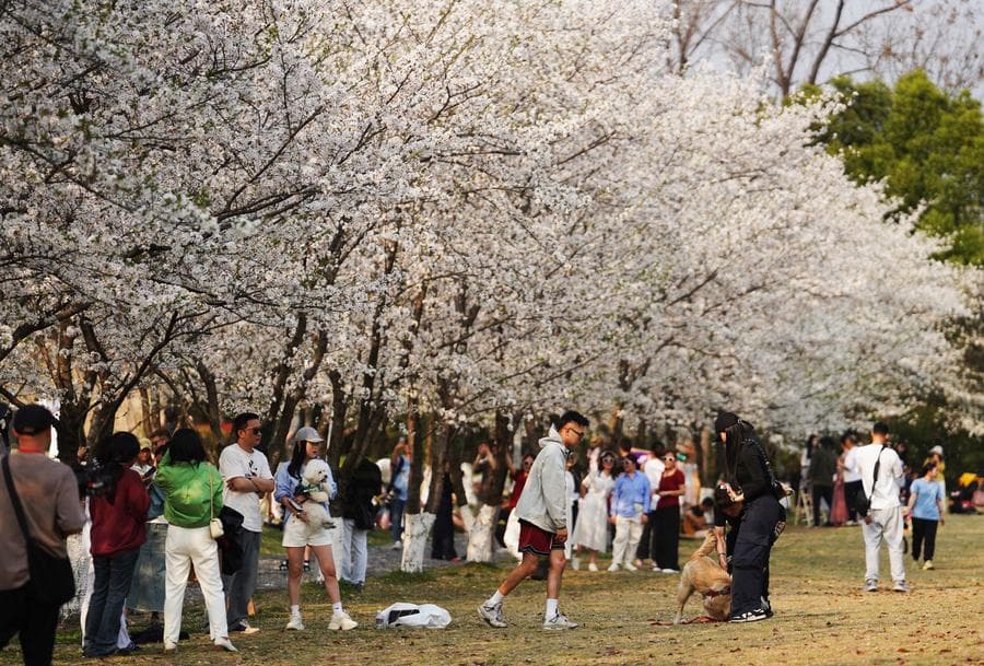 เช็กอิน 'ซากุระ' เรียงแถวยาว ผลิบานเด่นในหางโจว