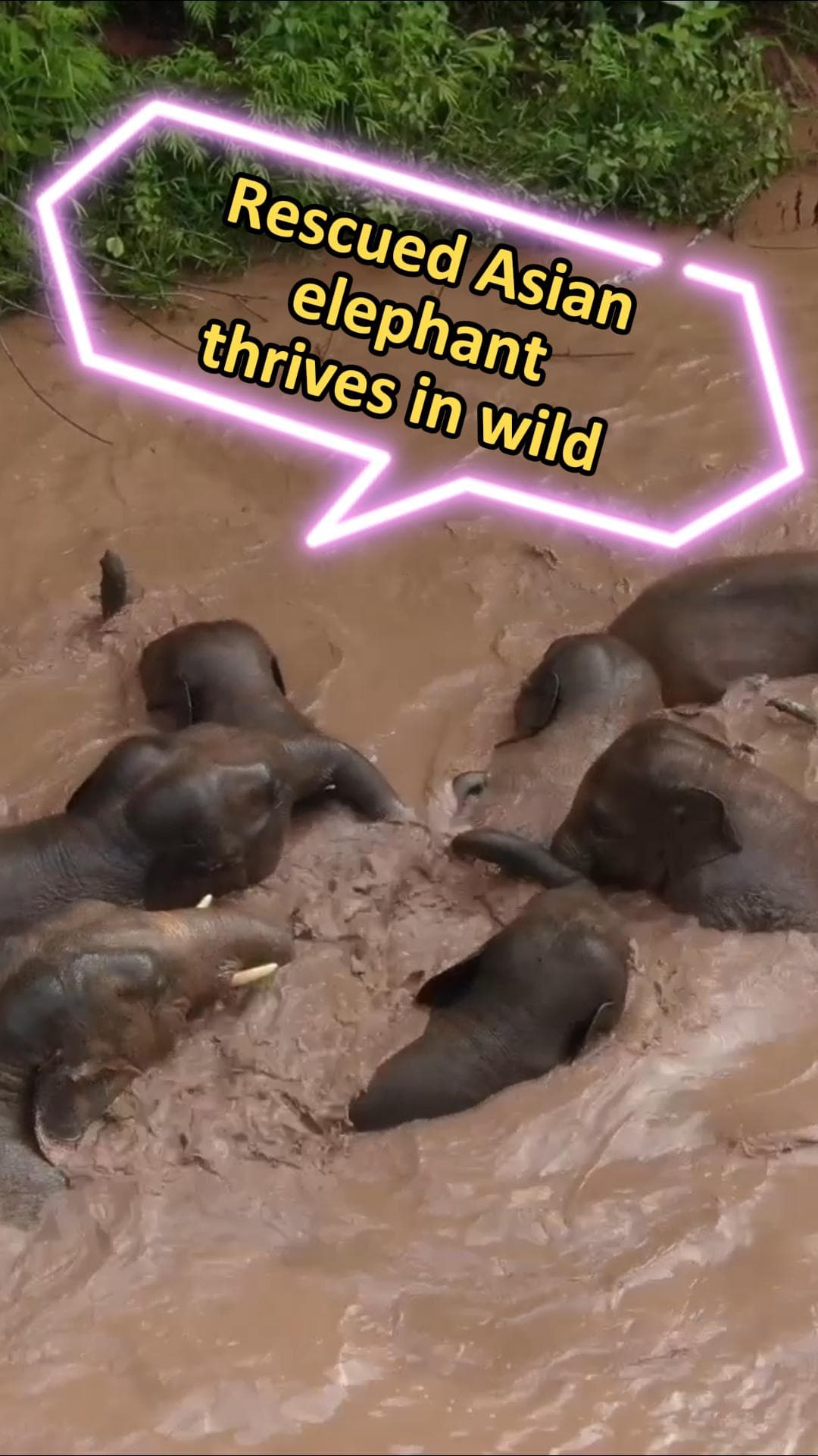 ส่องชีวิต 'อาเป่า' ช้างเอเชียจีนช่วยเหลือ ปรับตัวได้ดีหลังกลับสู่ป่า