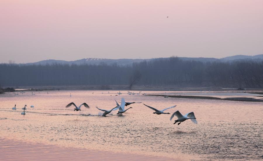 ฝูงหงส์ขาวนวลใช้ชีวิตกลางน้ำในเหลียวหนิง