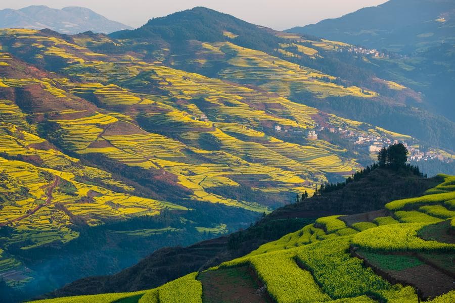 อาณาจักร 'ดอกผักกาด' สีเหลืองสดใสในหลัวผิง