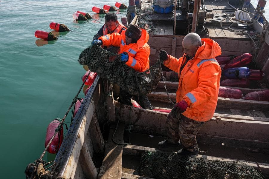 ทุ่นเลี้ยง 'หอยนางรม' ลอยเรียงกลางทะเลในซานตง