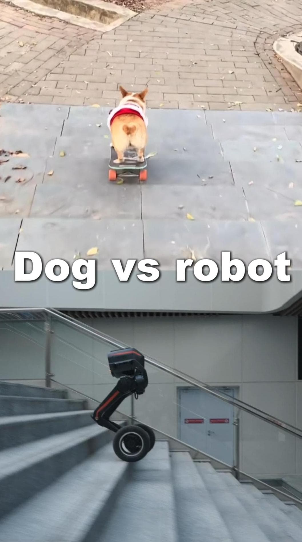 ตูบสี่ขา vs หุ่นยนต์ ประชันการลงบันไดแบบมือโปร