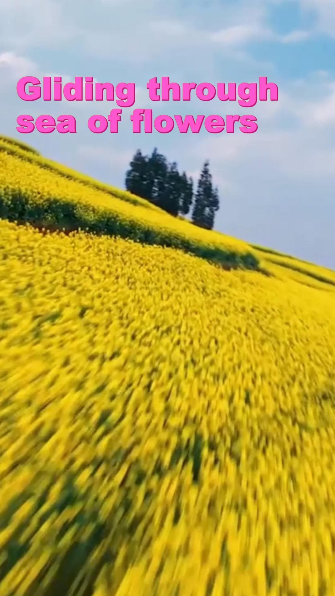 โดรนติดกล้องมืออาชีพ เก็บวิว 'ทะเลดอกผักกาด' เหลืองอร่ามในยูนนาน