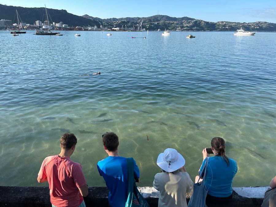 นักวิจัยพบ 'ฉลามริกนิวซีแลนด์' สามารถ 'เปล่งเสียง' ใต้น้ำ