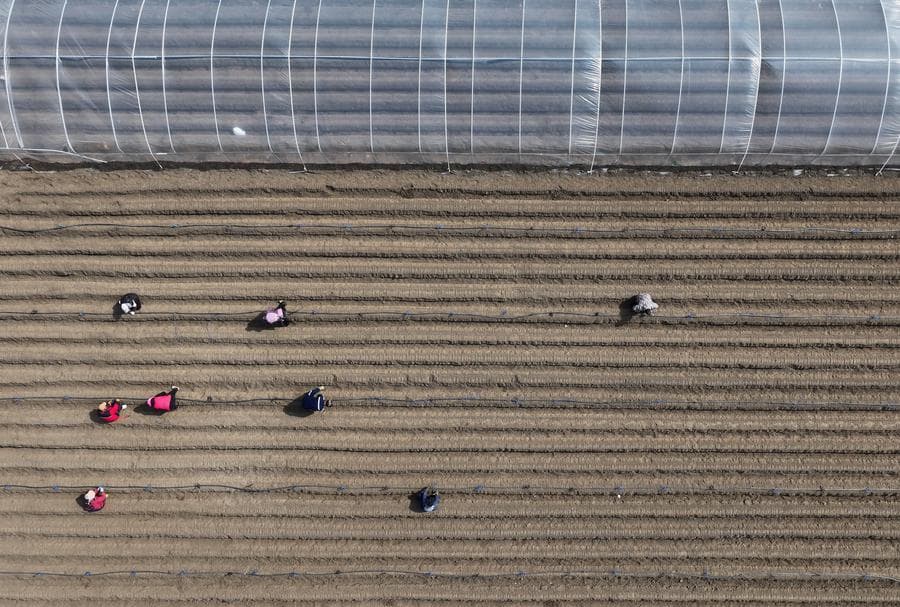วางท่อน้ำหยด ฝังหน่อขิง ฉีดพ่นน้ำ งานเกษตรฤดูใบไม้ผลิในถังซาน