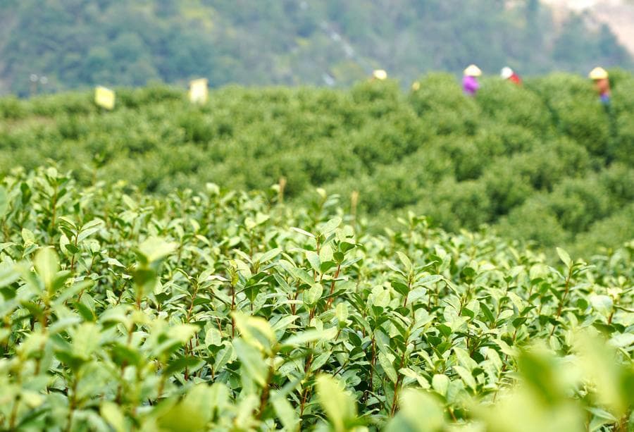 ชาวไร่เก็บเกี่ยว 'ชาต้นฤดูใบไม้ผลิ' เขียวสดในเย่ว์ชิง