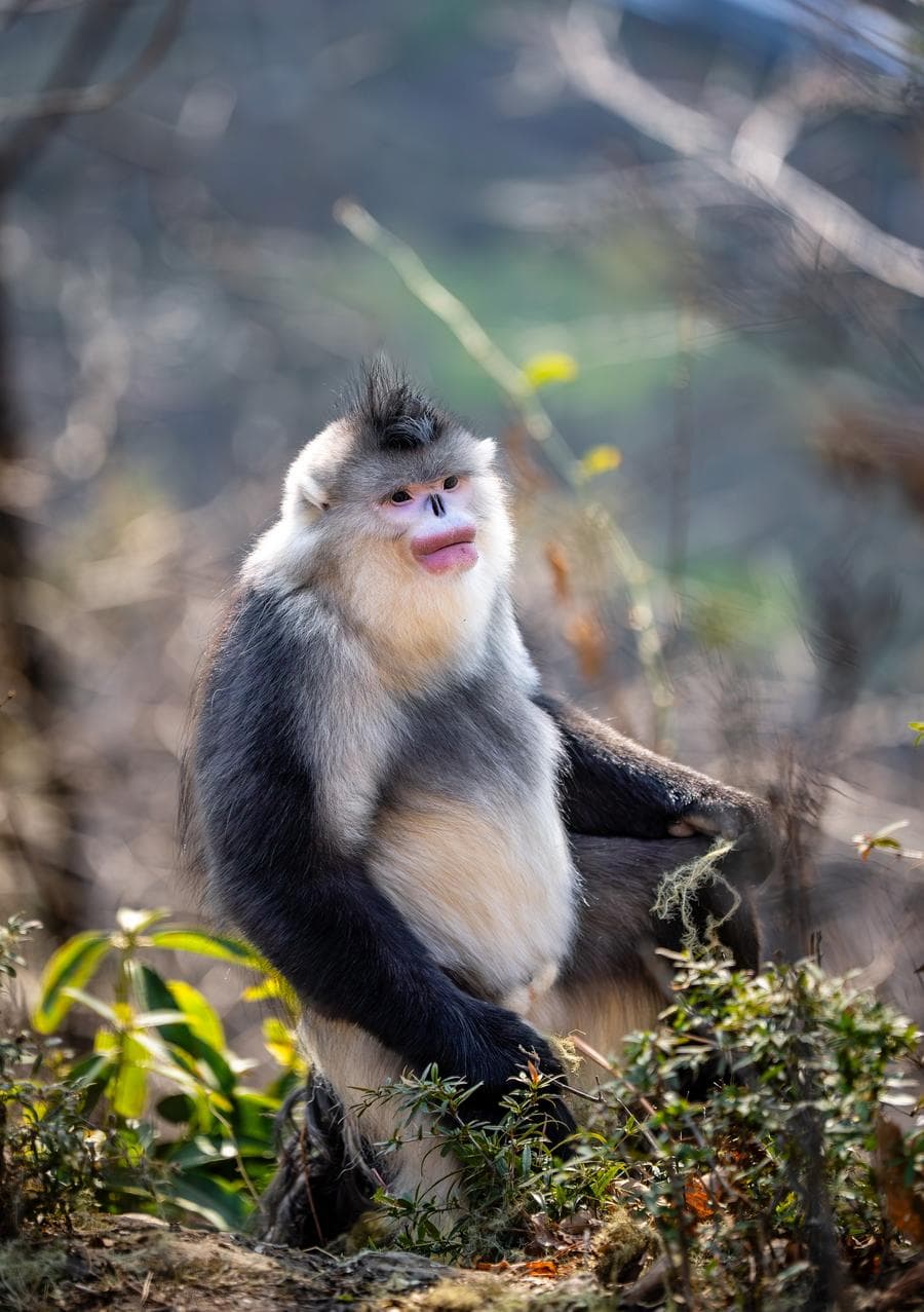 ชมโฉม 'ลิงจมูกเชิด' กลางเขตอนุรักษ์ฯ ในยูนนาน