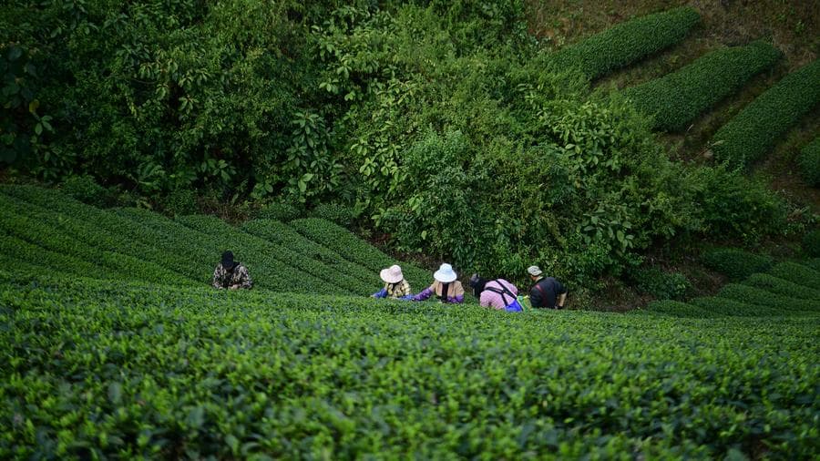 ชาวไร่ในกว่างซีเก็บเกี่ยว 'ใบชา' เขียวสดส่งขายตลาด