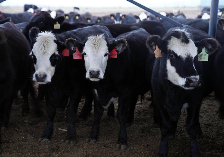 ลาวเล็งพัฒนาสายพันธุ์ 'วัว' รองรับความต้องการตลาด