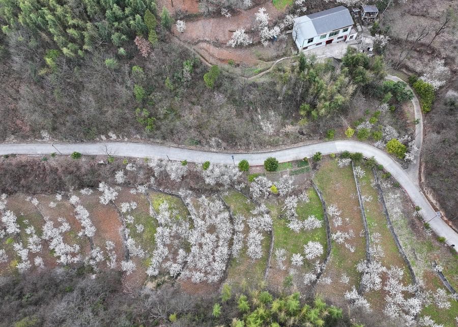 ดอกซากุระเบ่งบาน ริมแม่น้ำฮั่นในส่านซี