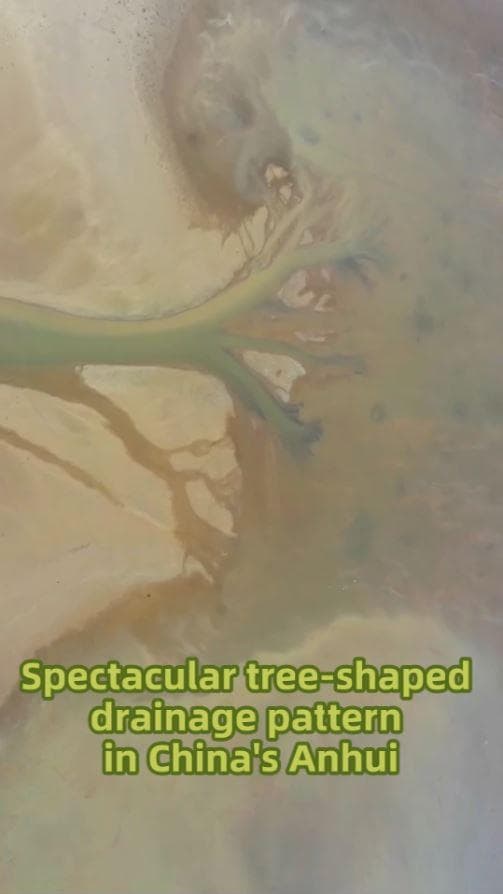 ลวดลายสายน้ำรูป 'ต้นไม้ยักษ์' ในอันฮุย