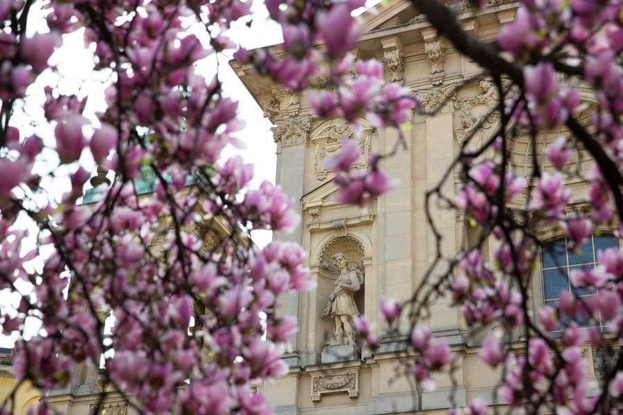 แมกโนเลีย' แย้มดอกบานสะพรั่ง เติมพลังใจในอิตาลี