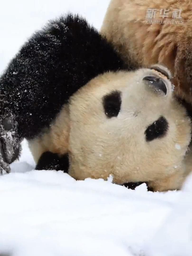 เหล่า 'แพนด้ายักษ์' ในส่านซี ใช้ชีวิตสุขใจกลางหิมะเย็นฉ่ำ