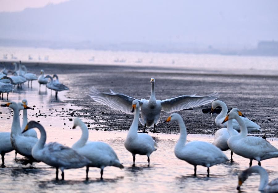 ลาแล้วหรงเฉิง 'หงส์กู่' สยายปีกบินอพยพขึ้นเหนือ