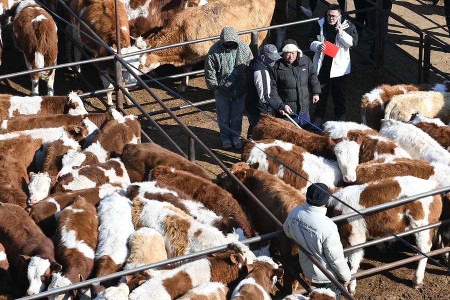 ตลาดค้า 'วัวเนื้อ' ซื้อขายคึกคักในมองโกเลียใน