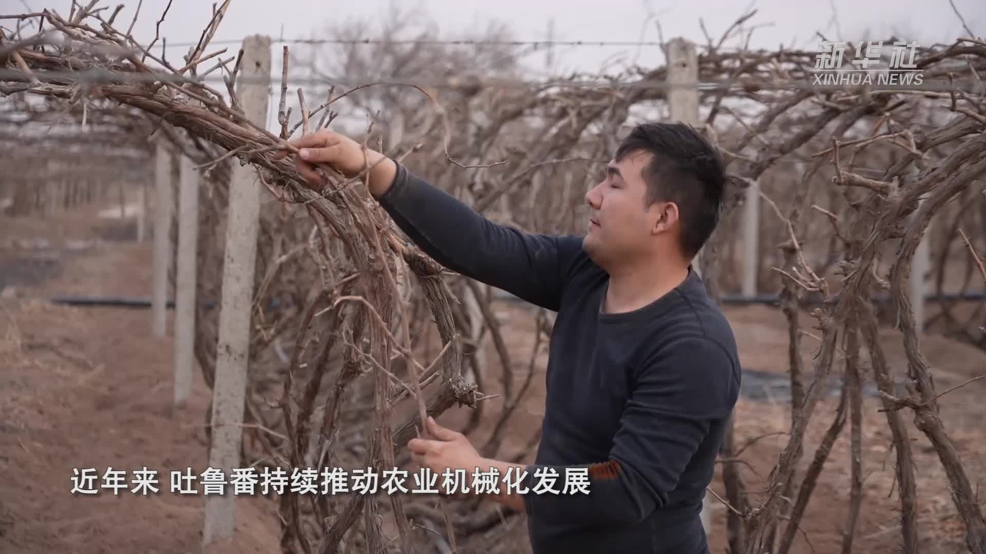 ไร่องุ่นในซินเจียงเข้าฤดู 'เปิดหน้าดิน' ใช้เครื่องจักรช่วยทุ่นแรง