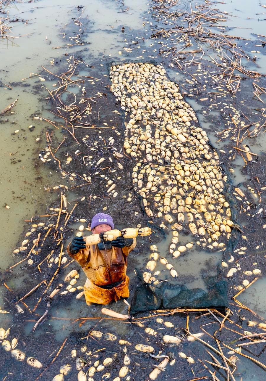 เกษตรกรลุยน้ำเก็บเกี่ยว 'รากบัว' อวบใหญ่ในเจียงซู