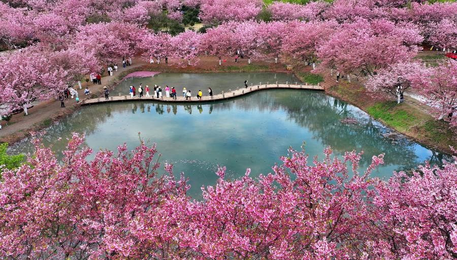 ดอกซากุระบานสะพรั่ง แต้มสีสันสดใสในหูหนาน