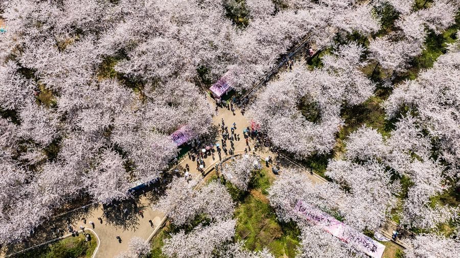 อาณาจักร 'ดอกซากุระ' หมื่นไร่ ผลิบานโดดเด่นในกุ้ยอัน