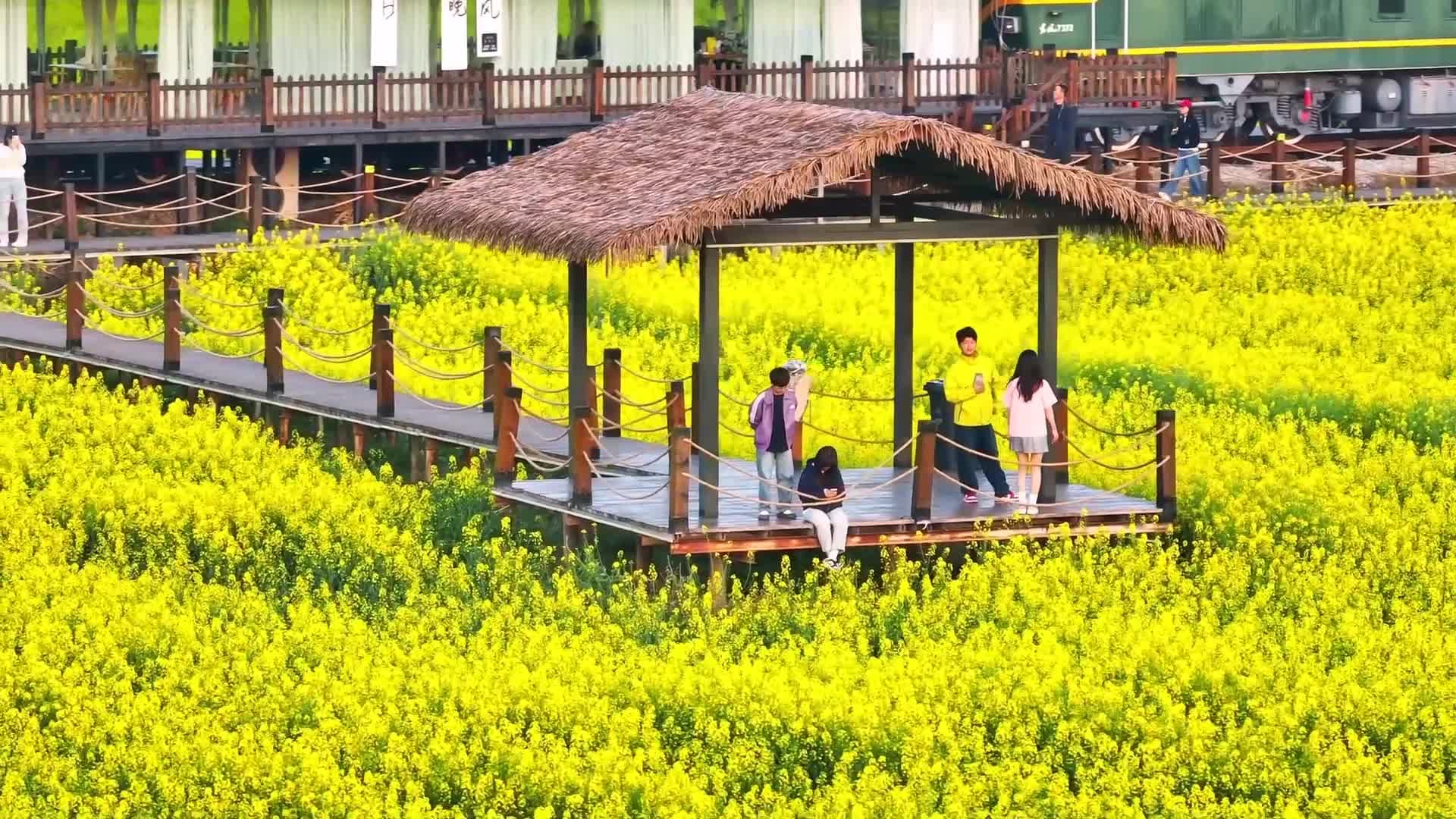 เดินเล่นชมวิว 'ทุ่งดอกผักกาด' เหลืองอร่ามในคุนหมิง