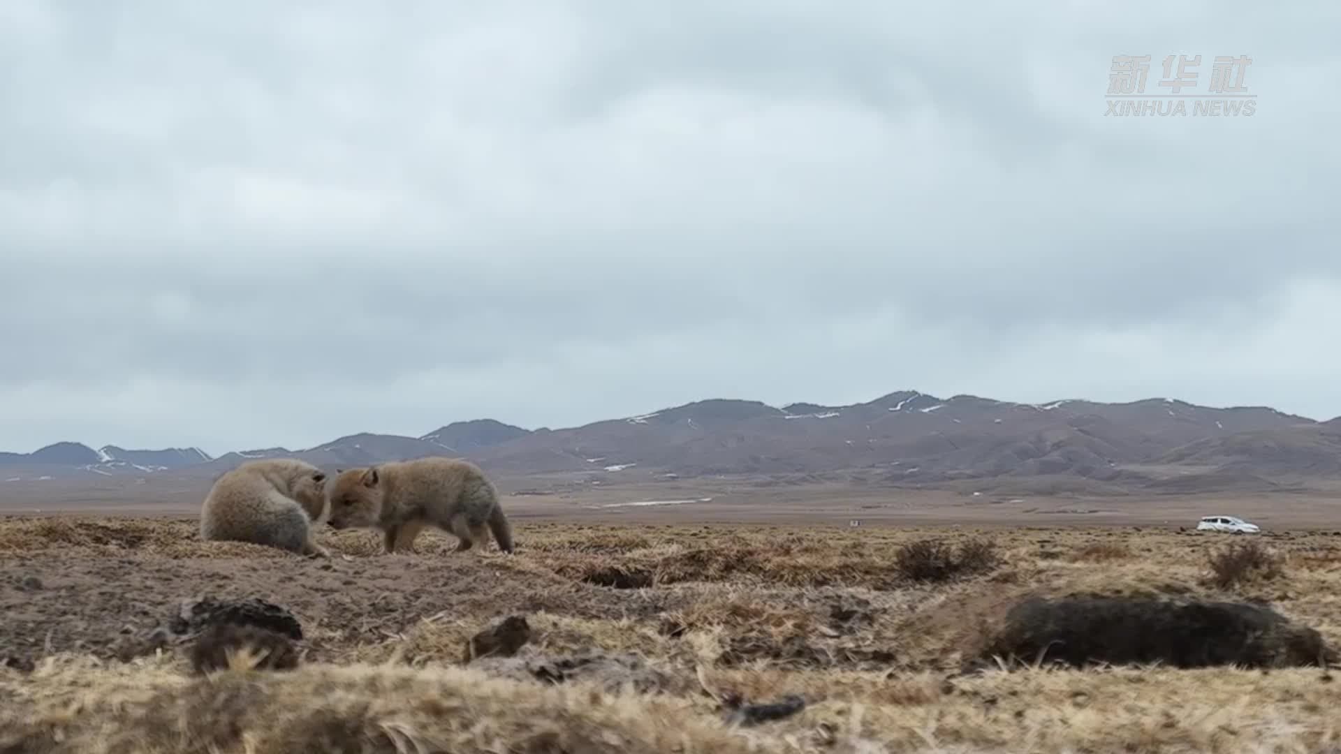 แก๊ง 'จิ้งจอกทิเบต' ตัวน้อย ใช้ชีวิตกลางทุ่งกว้างในชิงไห่