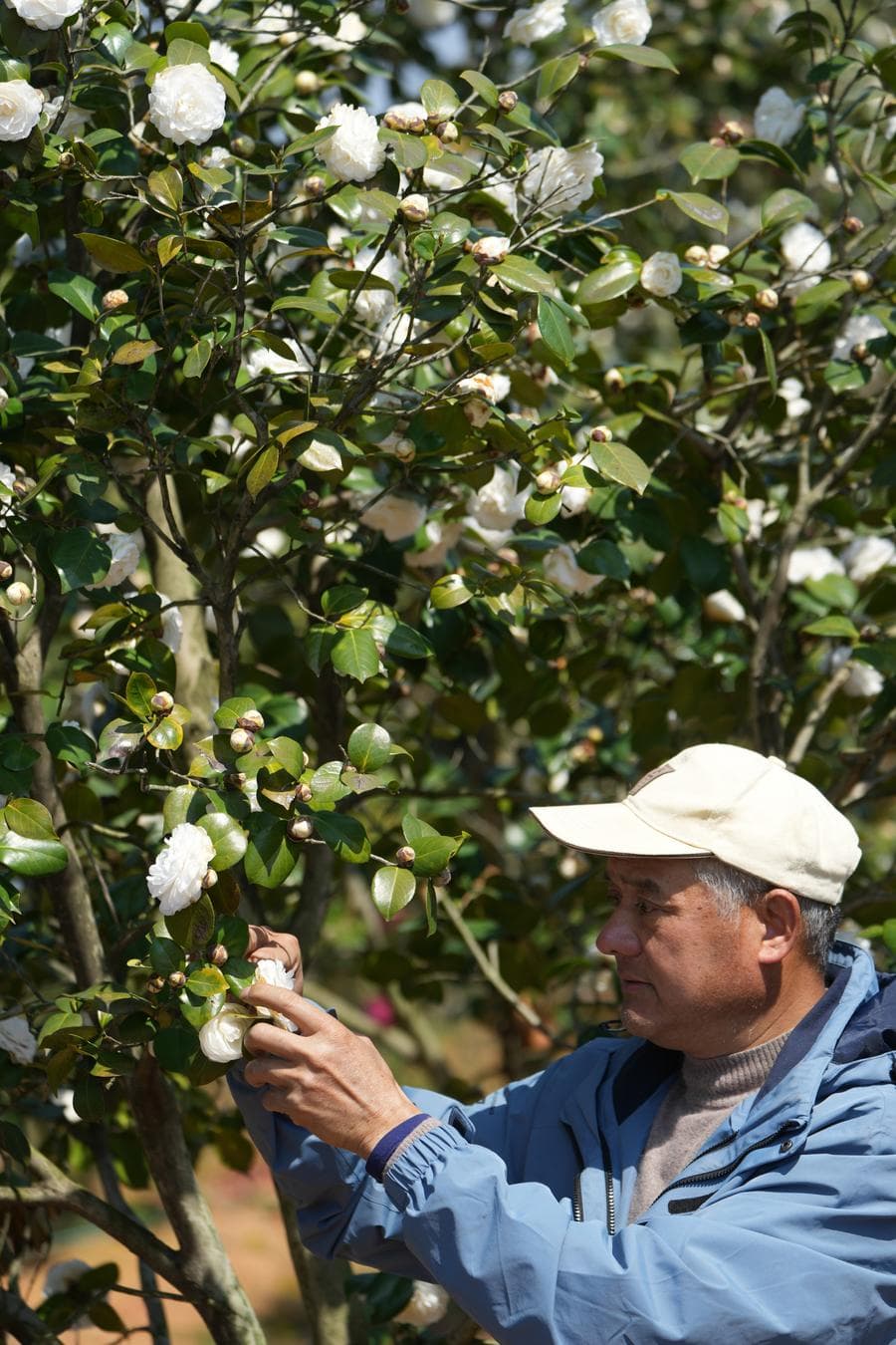 ชาวสวนจีนลุยภารกิจรวบรวมพันธุ์ 'คามิเลียพื้นเมือง