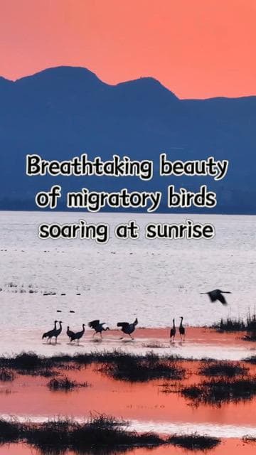 ฝูง 'นกอพยพ' นับพันตัว โบยบินใช้ชีวิตยามเช้าในกุ้ยโจว