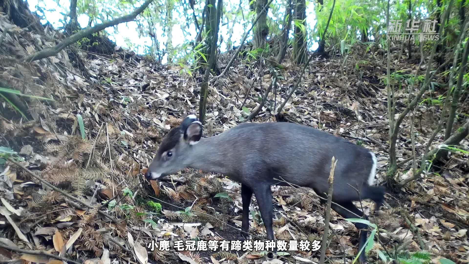 กุ้ยโจวเฝ้าติดตาม 'สัตว์ป่าบนบก' ได้เกือบ 300 สายพันธุ์