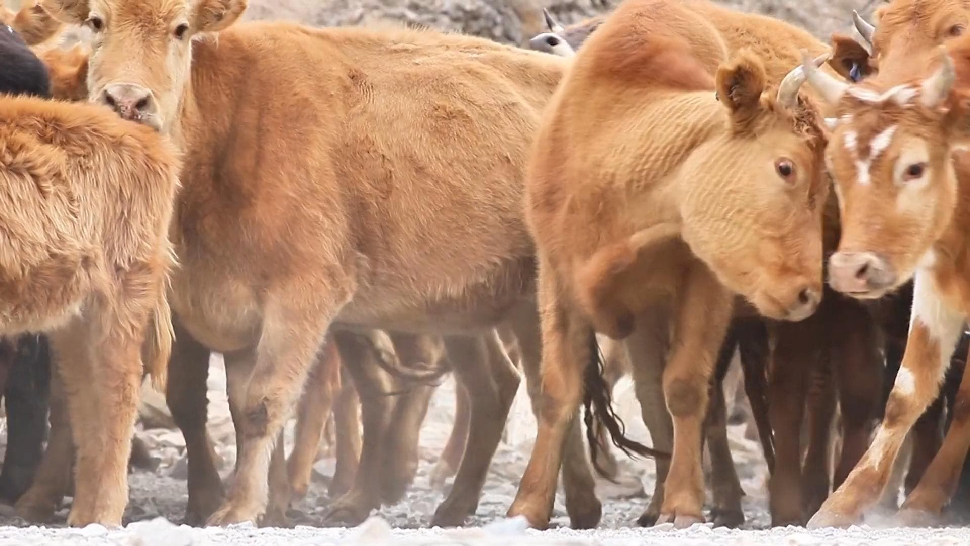 คนเลี้ยงสัตว์ในซินเจียงเริ่มอพยพปศุสัตว์ฤดูใบไม้ผลิ 1.5 แสนตัว