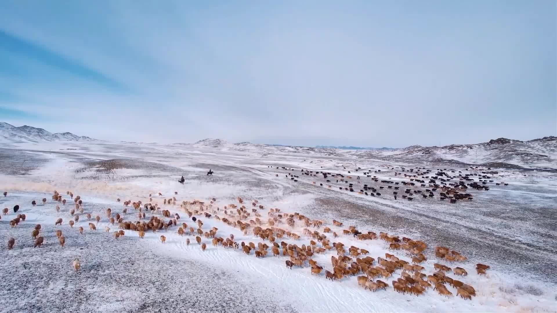 ปศุสัตว์ฝูงใหญ่เดินฝ่าหิมะ อพยพสู่ทุ่งหญ้าในซินเจียง