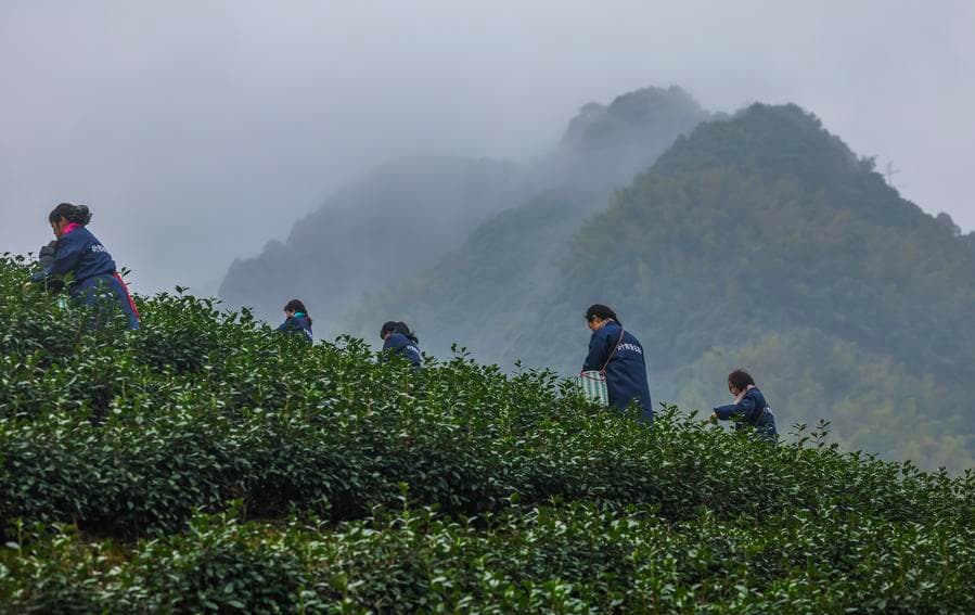 ชาวไร่เก็บเกี่ยว 'ใบชา' สีเขียวสดในอู่อี้