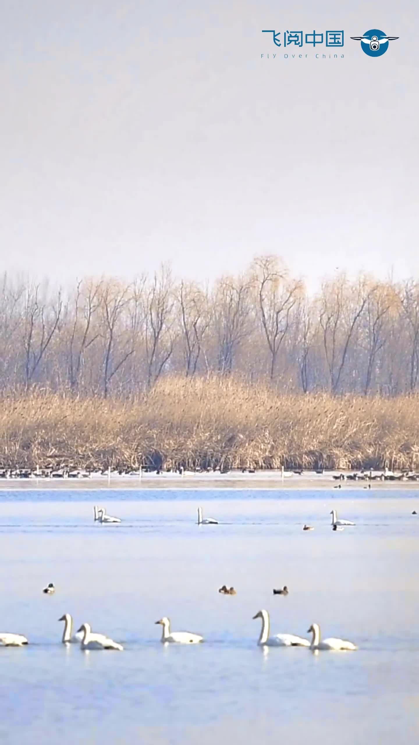 นกอพยพ' หลากพันธุ์ อวดโฉมกลางพื้นที่ชุ่มน้ำในเทียนจิน